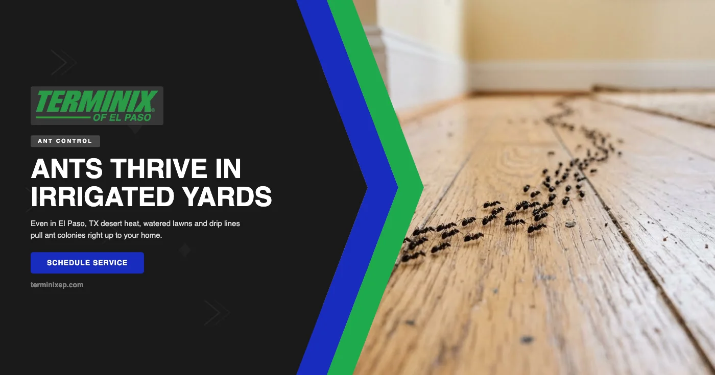 Why Ant Colonies Thrive in El Paso's Irrigated Landscapes