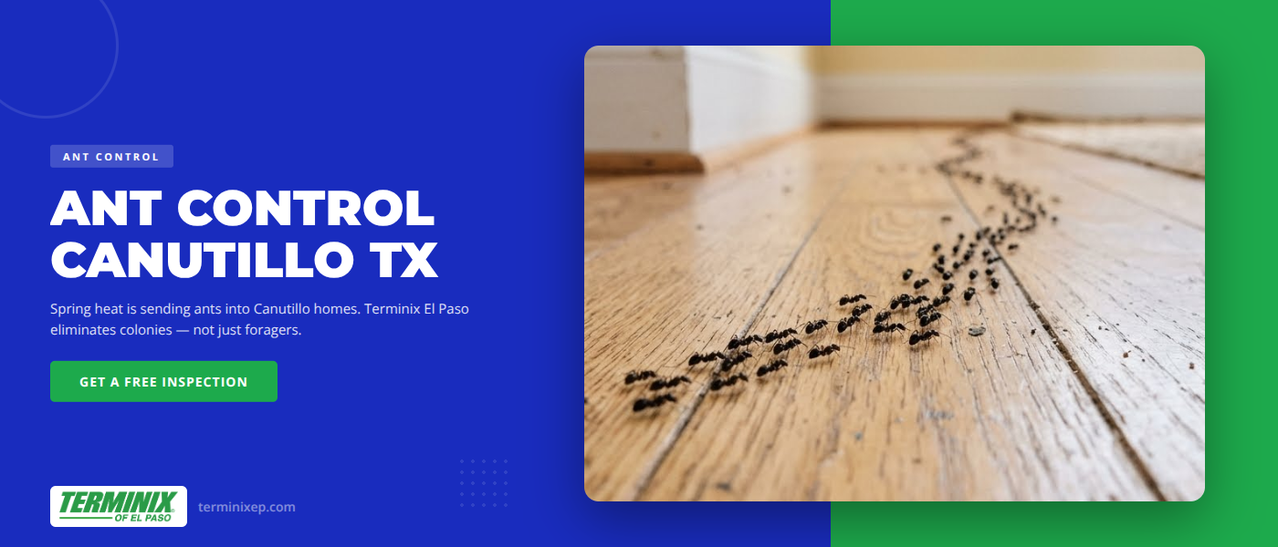 Spring Ant Infestations in Canutillo, TX | Terminix El Paso