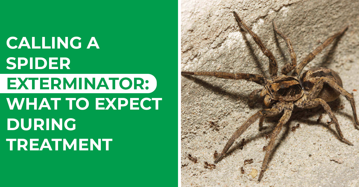 Need a Spider Exterminator? Let Us Handle Your Spider Problem Today