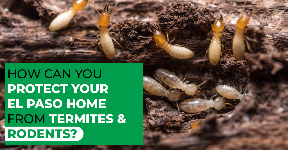 Protect Your Home from Termites & Rodents