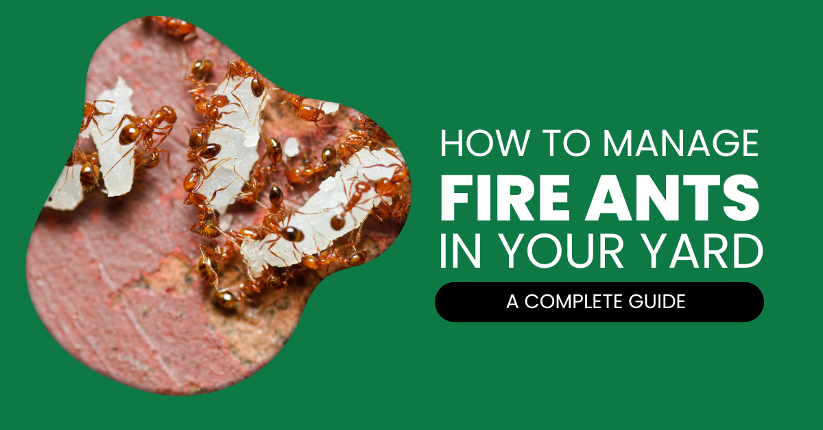 Fire Ant Control Guide for Your Yard