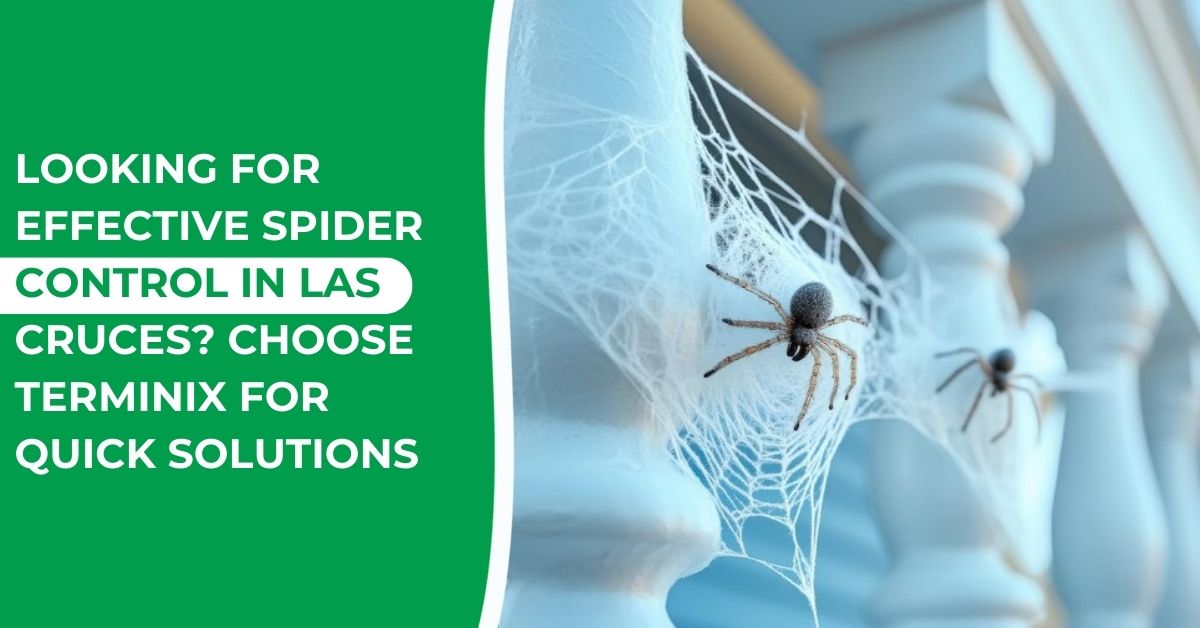 Choose Terminix for Reliable Spider Removal in Las Cruces
