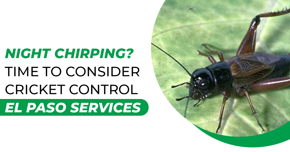 Night Chirping? Time to Consider Cricket Control El Paso Services