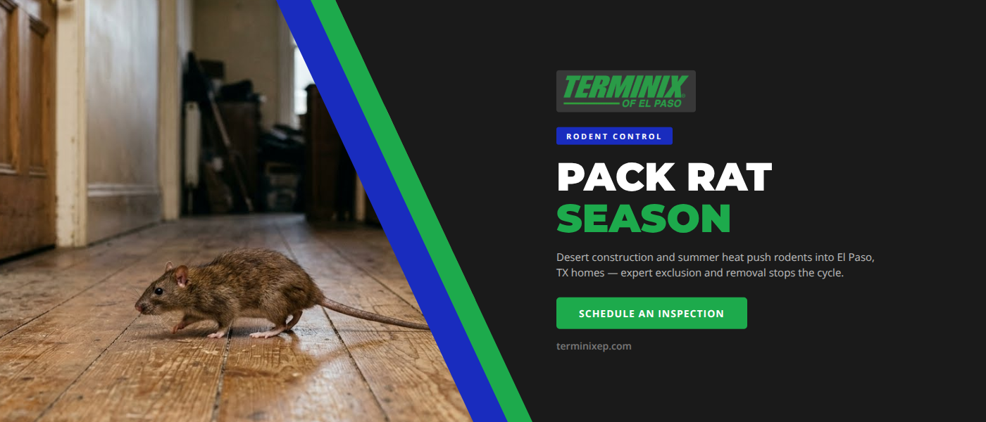 Pack Rats and Roof Rats in El Paso, TX: Summer Invasions