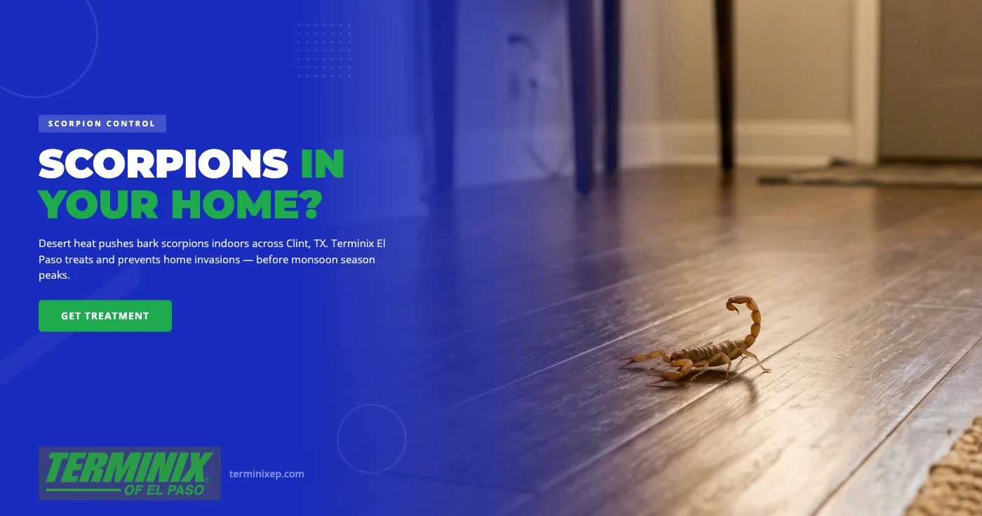 Scorpions in Clint, TX: Desert Heat Drives Them Indoors