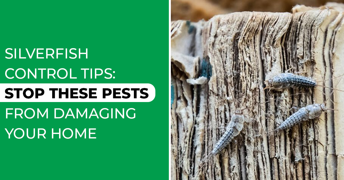 How to Get Rid of Silverfish: Expert Removal Tips