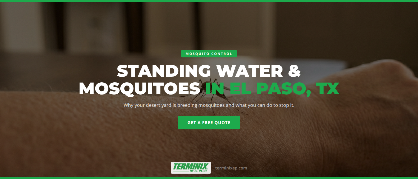 Standing Water and Mosquitoes in El Paso, TX - Why Desert Yards Breed Them