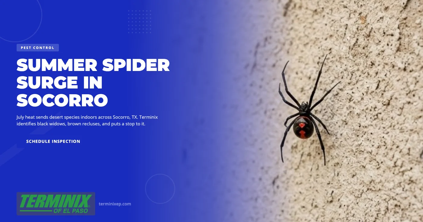 Summer Spider Surge in Socorro, TX: July Heat Sends Them Indoors