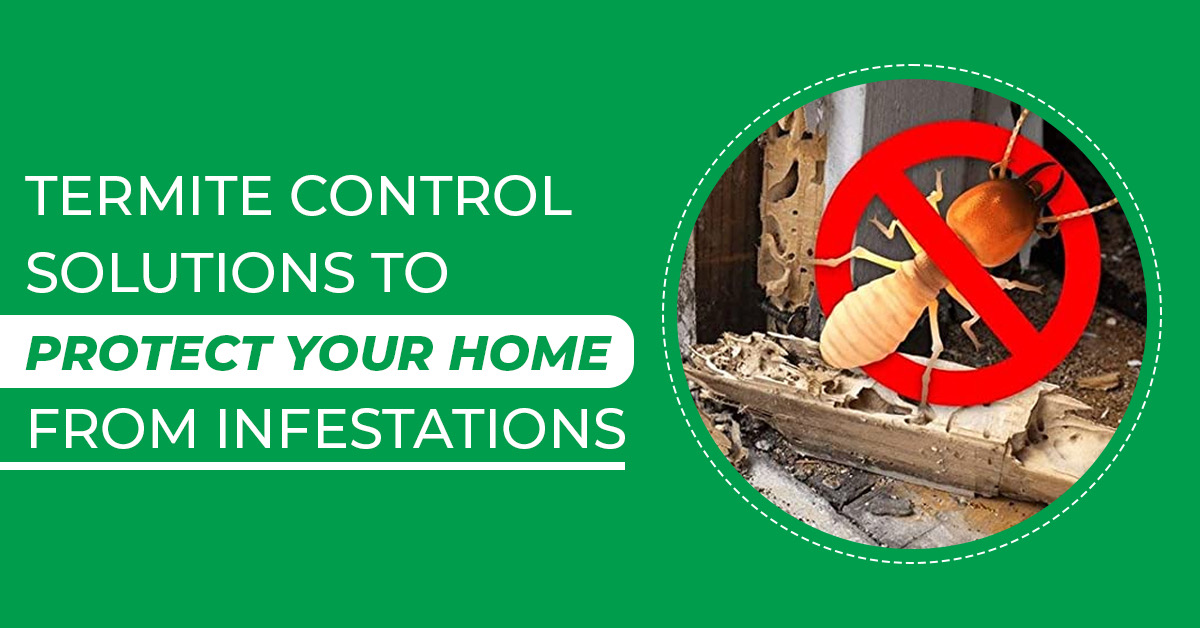 Termite Control Solutions: Protect Your Home from Costly Infestations