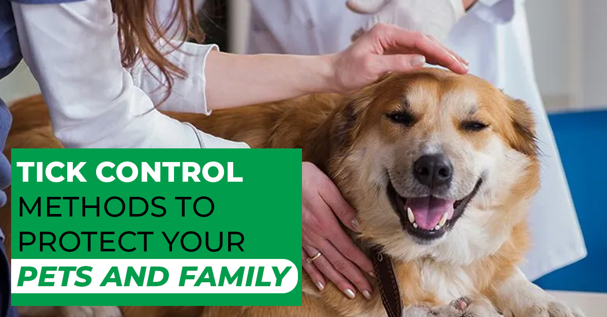 Say Goodbye to Ticks – Tick Extermination Services That Work