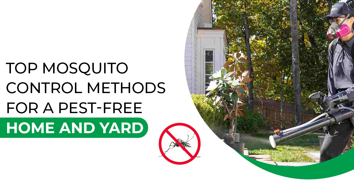 Mosquito Control: Top Methods That Work