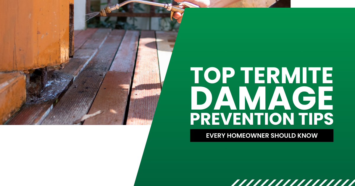 Prevent Termite Damage: Tips for Homeowners