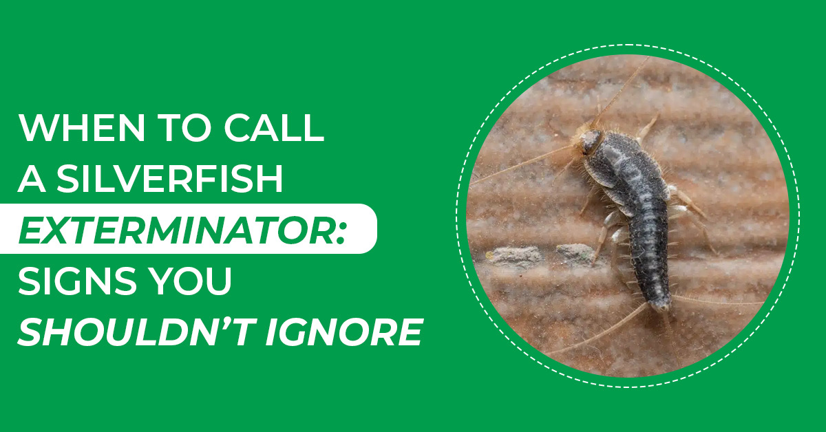 Expert Silverfish Exterminator for Effective Pest Control Solutions