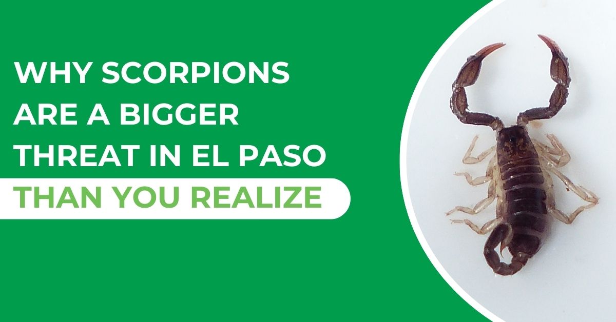 Scorpions in El Paso: A Hidden Threat to Your Home