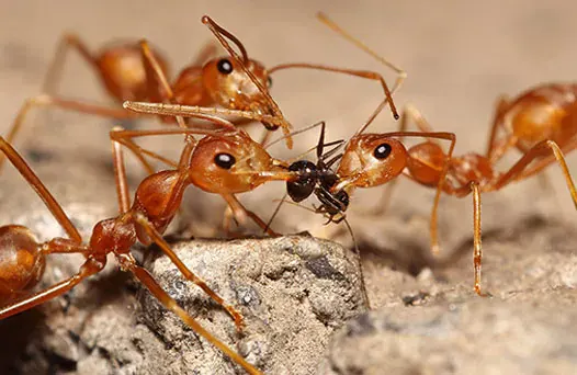 How we treat ants