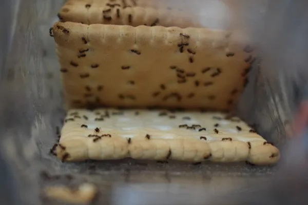 A close-up of ants gathered on a cracker, illustrating an infestation