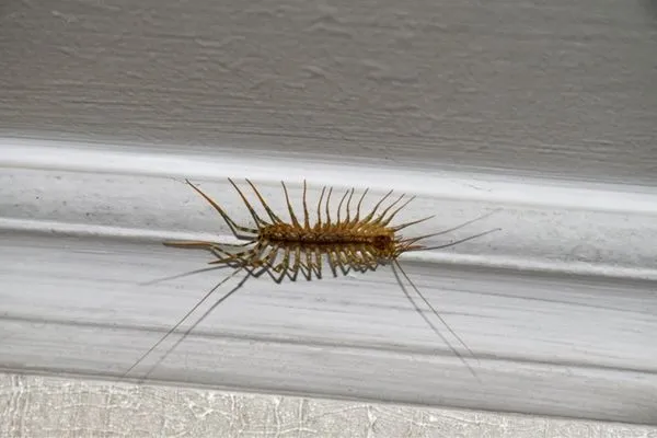 Signs of Centipede & Millipede