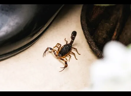 How We Treat Scorpion